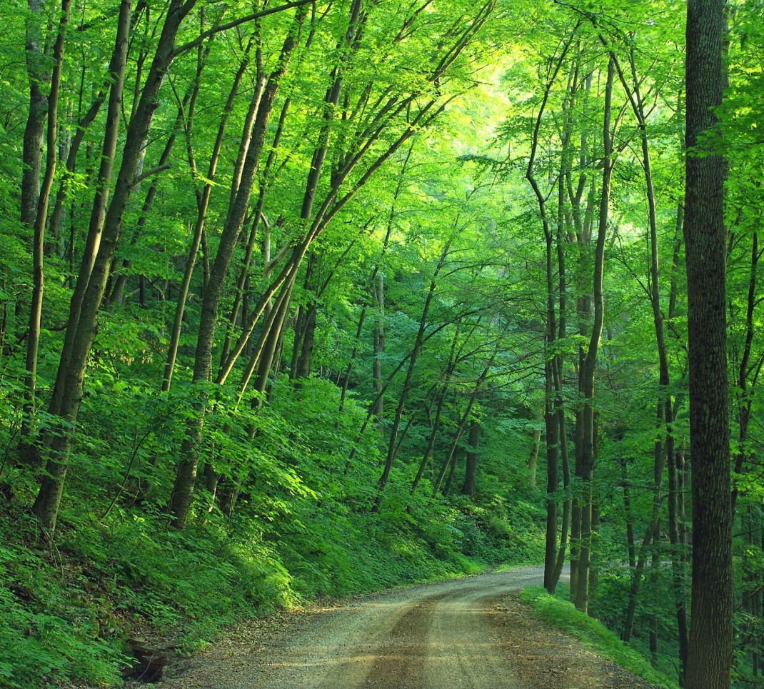 NATURE TRAIL