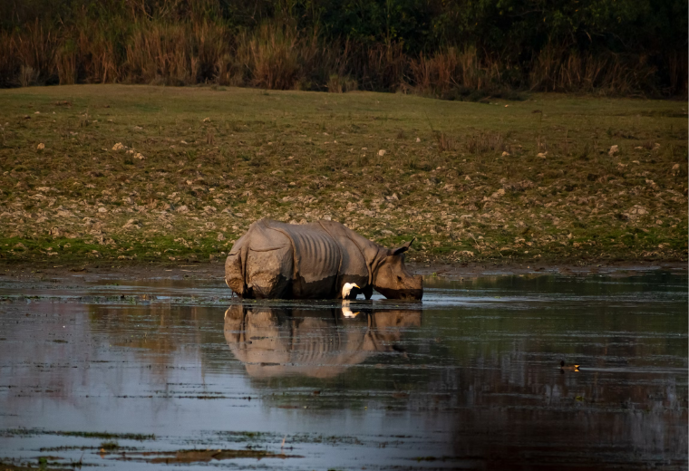 Kaziranga Jungle Safari