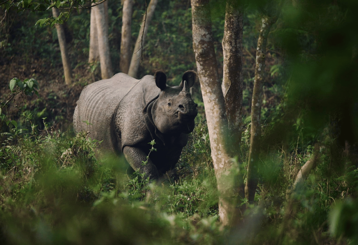 WALKING SAFARI: INTO THE WILD