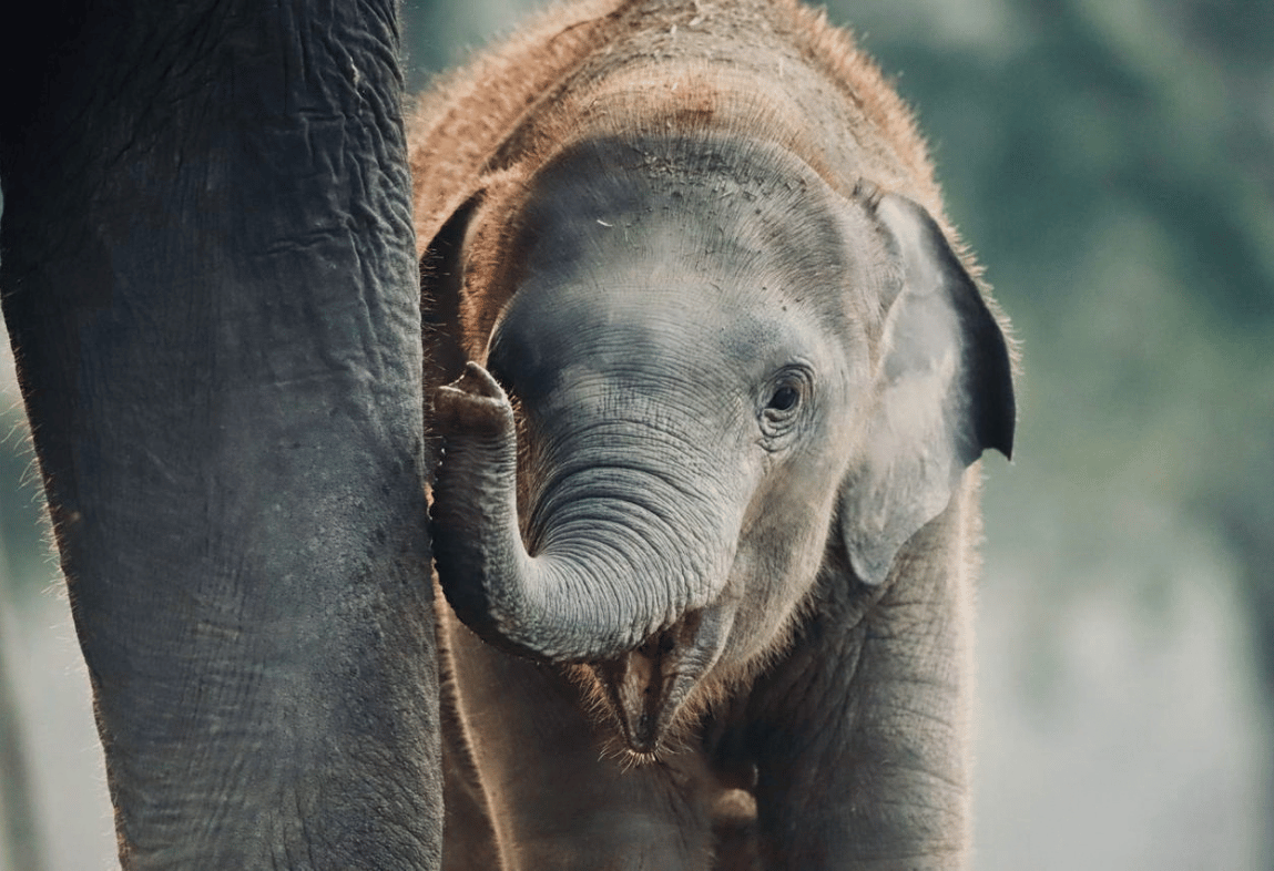 JUNGLE SAFARI: INTO THE HEART OF CHITWAN