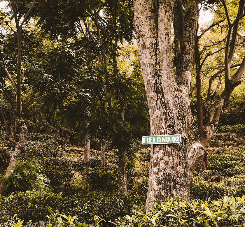 Handunugoda Tea Estate