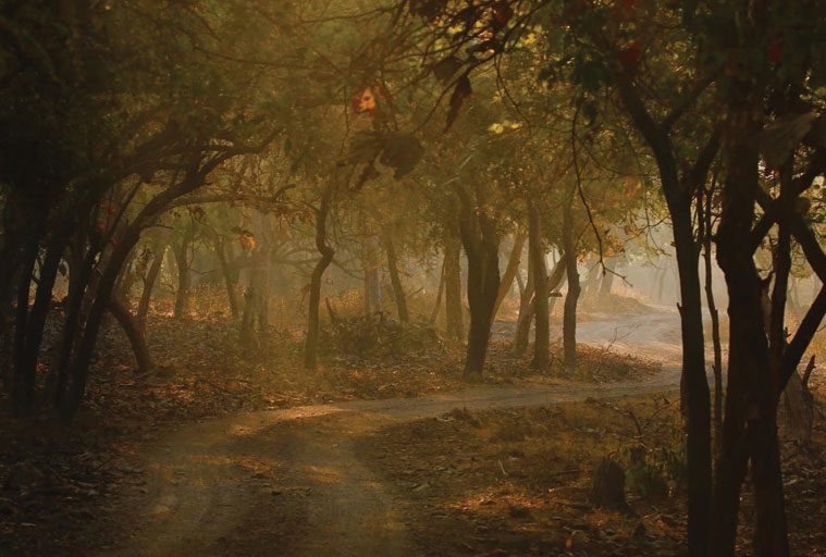 NATURE TRAIL AMIDST THE FOREST