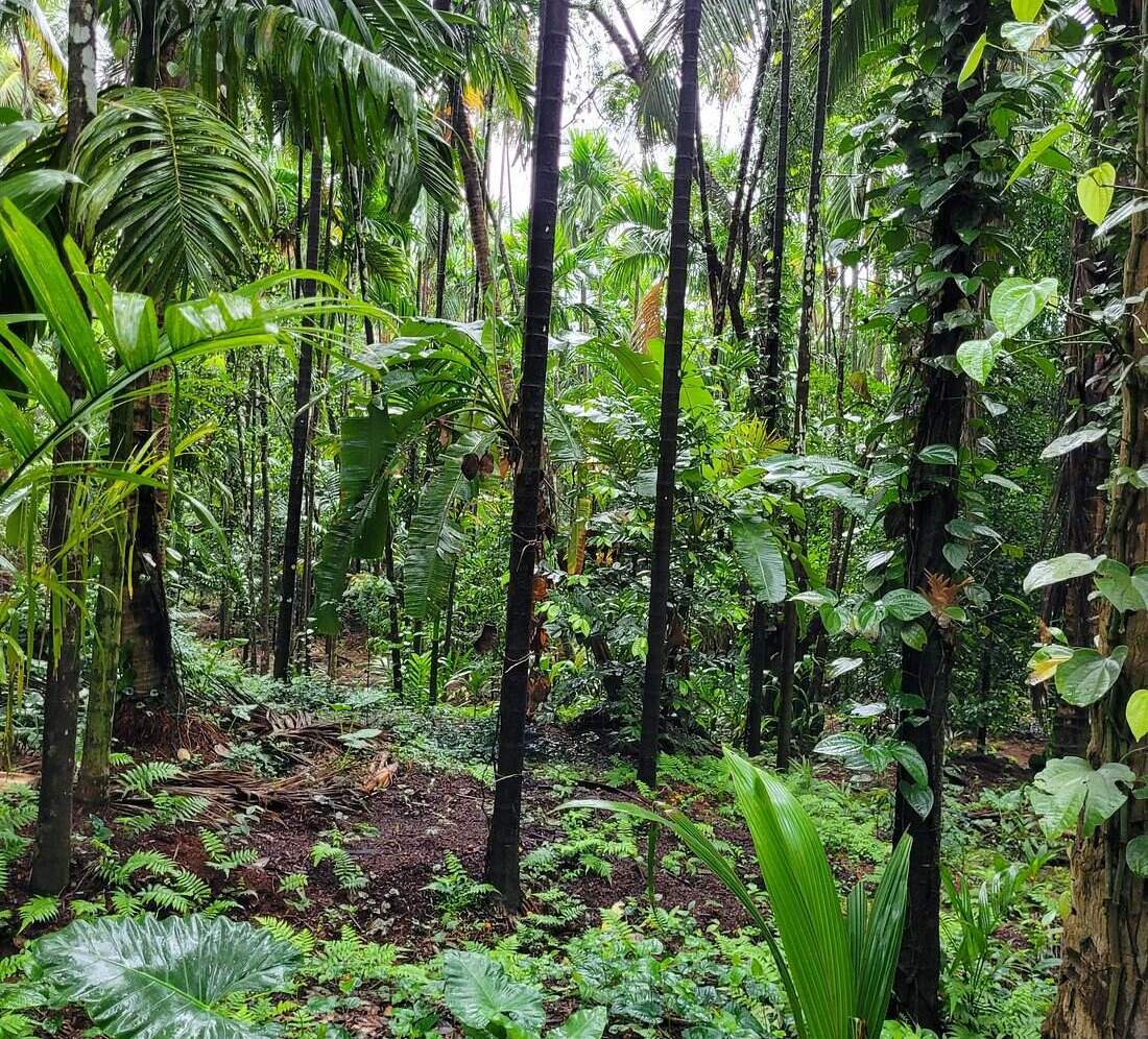 STROLL THROUGH THE SPICE FARM