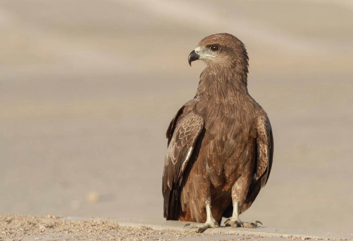 DR. SALIM ALI BIRD SANCTUARY